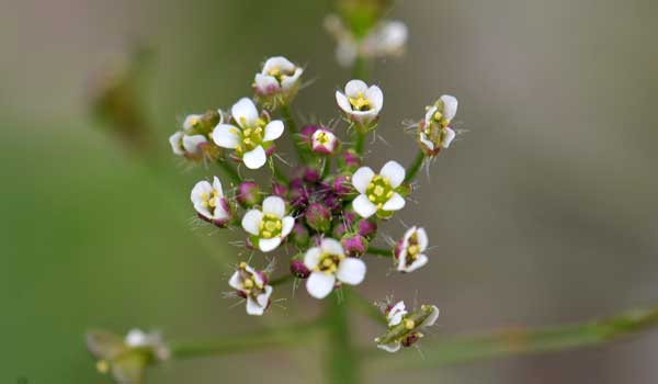 Capsella bursa-pastoris, Shepherdspurse, Southwest Desert Flora